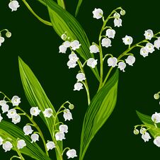 Lily Of The Valley Royalty Free Stock Images