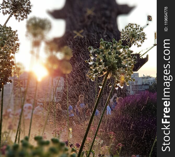 Water drops on the grass and flowers in Museon park in Moscow. Evening and sunset.