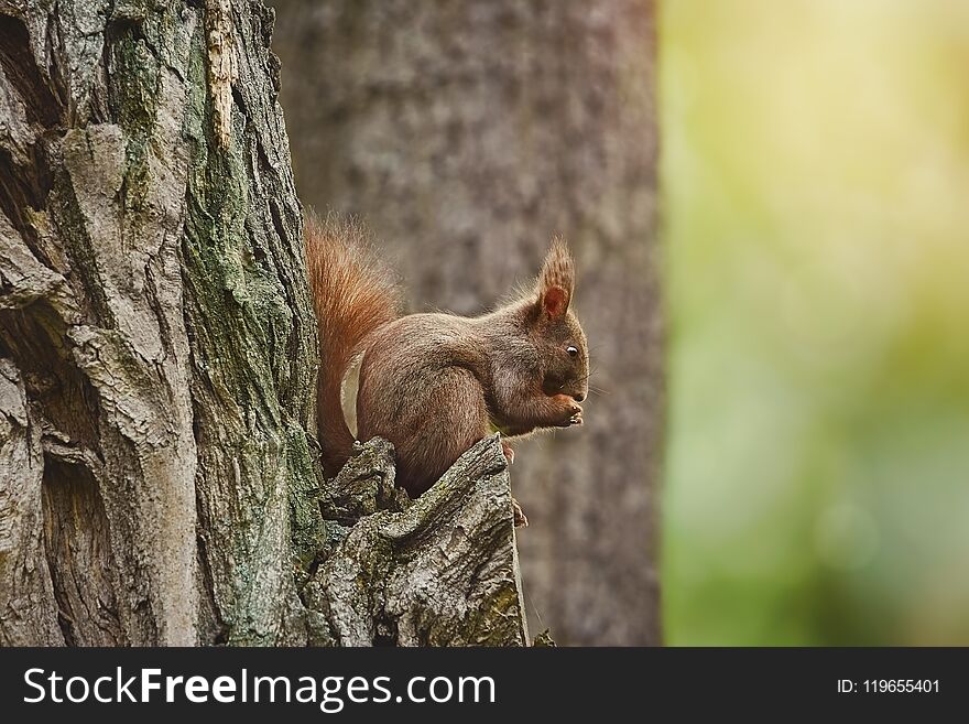 Squirrel on the Tree