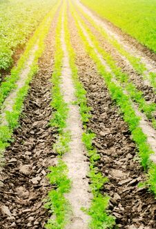 Vegetable Rows In The Field, The Landscape Of Agriculture, Green Potatoes And Carrots Grow In The Soil, Farming, Agro-industry, Fr Royalty Free Stock Image