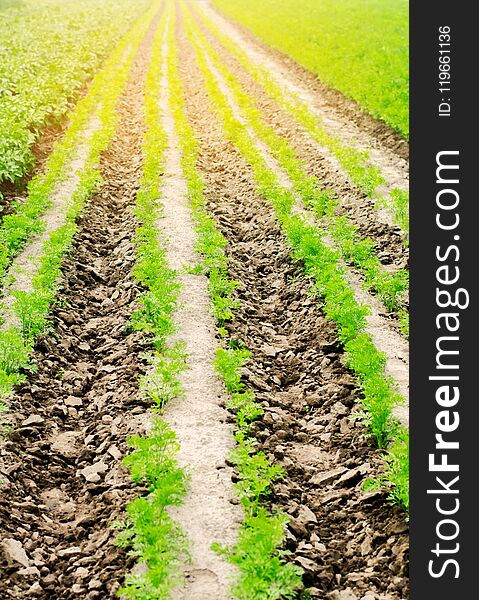 Vegetable rows in the field, the landscape of agriculture, green potatoes and carrots grow in the soil, farming, agro-industry, fr