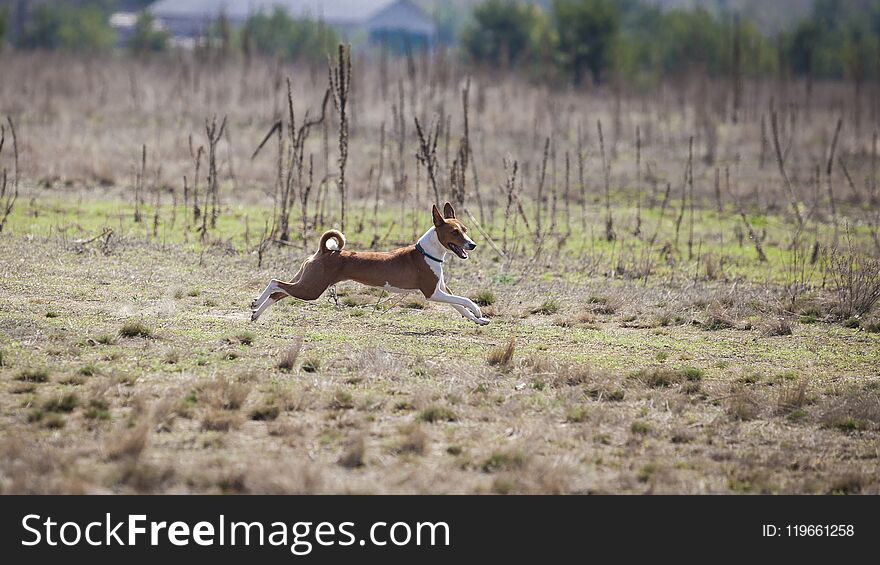 Dogs Runs in the field of mechanical lure. Basenji dogs runs across the field.