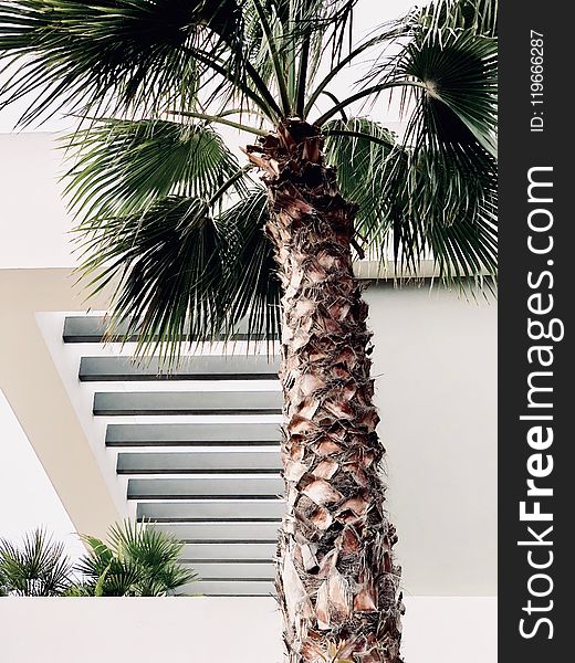 Photo of Palm Tree