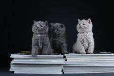Cute Kittens Sitting On Books, Black Background, Copy Space Stock Photography