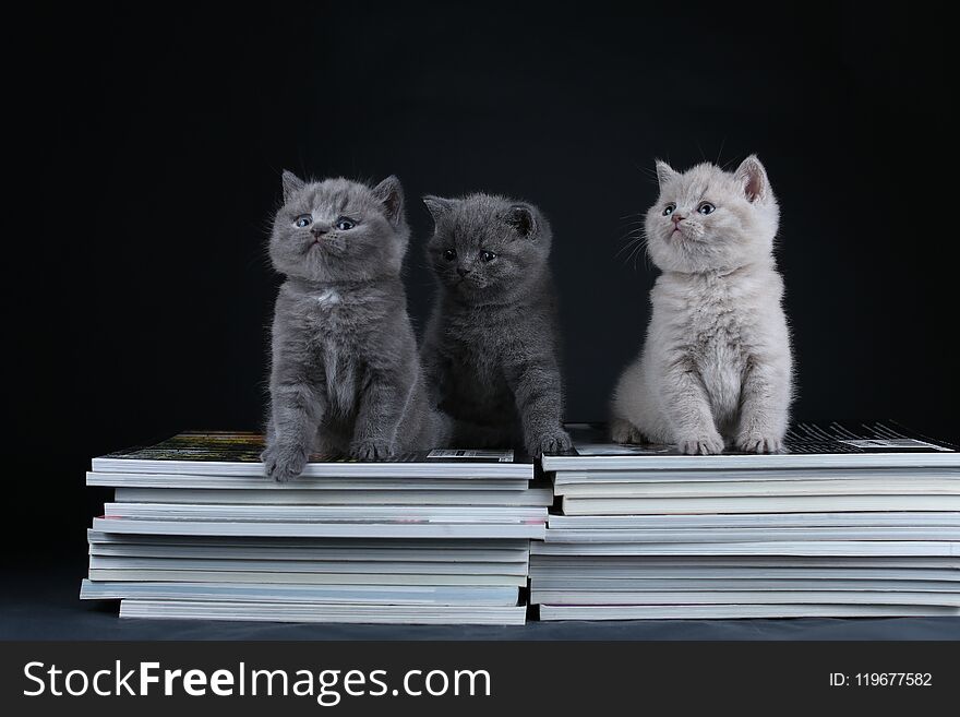 Cute kittens sitting on books, black background, copy space
