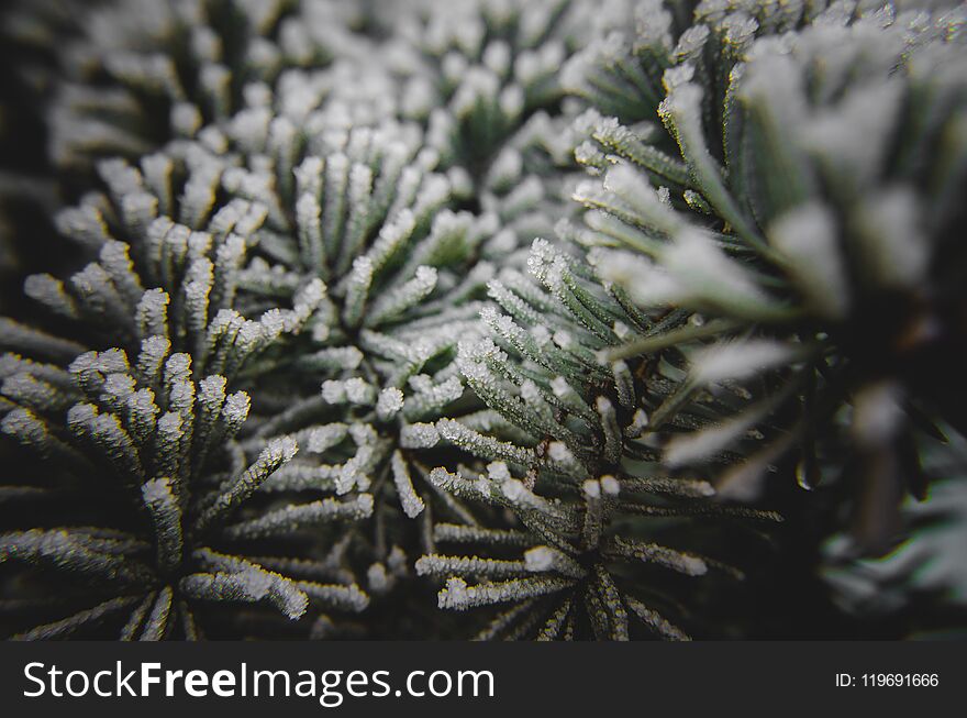 A frost on needles