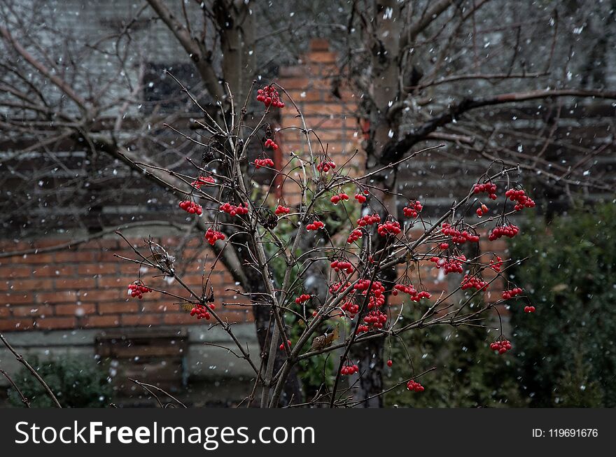 A Red Viburnum In The Rain And Snow