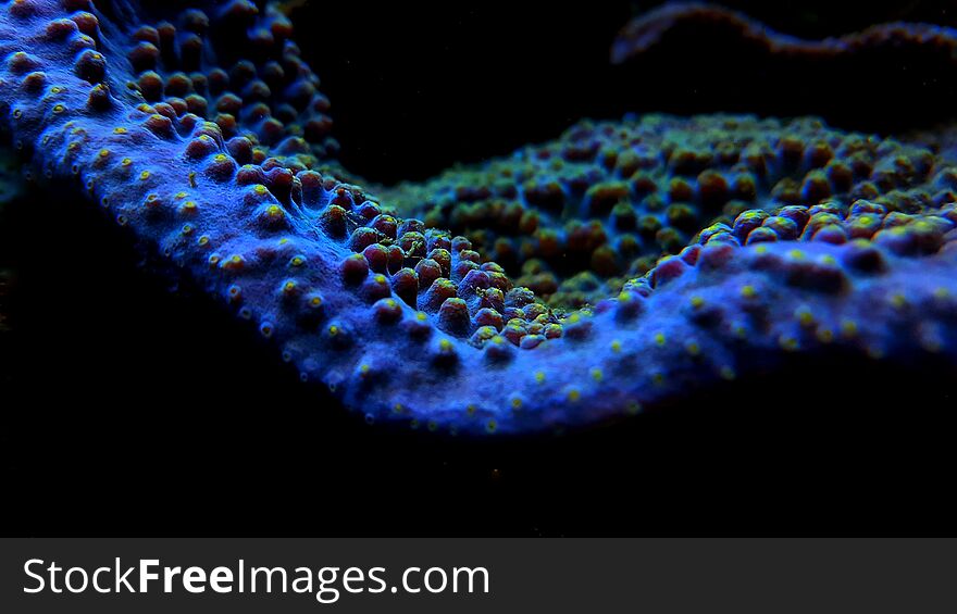 Colorful montipora sps coral in saltwater reef aquarium tank. Colorful montipora sps coral in saltwater reef aquarium tank