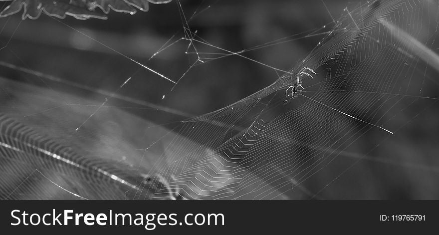 Spider Web, Black, Black And White, Monochrome Photography