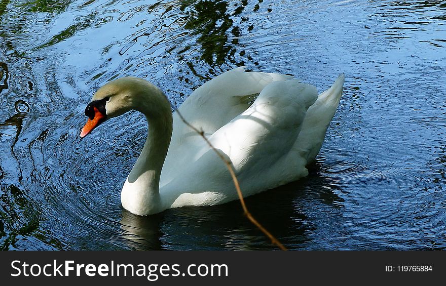 Swan, Bird, Water Bird, Beak