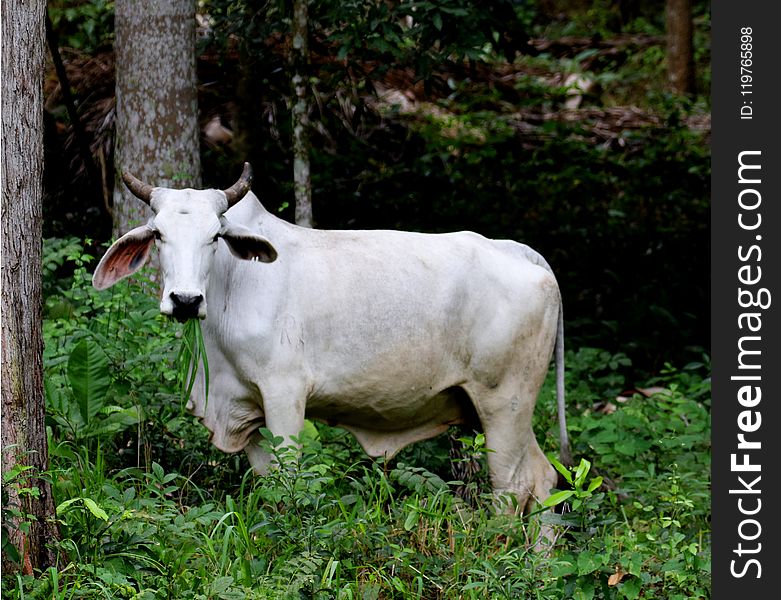 Cattle Like Mammal, Fauna, Grass, Cow Goat Family