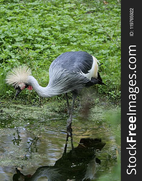 Bird, Water, Beak, Crane Like Bird