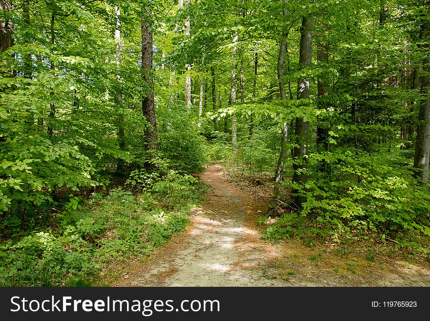 Ecosystem, Path, Vegetation, Woodland