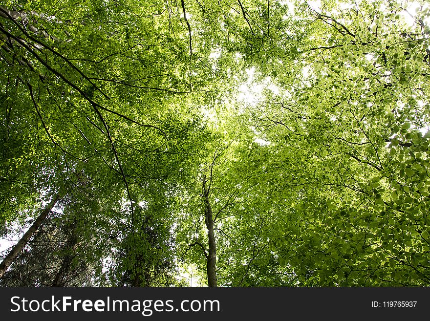 Tree, Nature, Green, Ecosystem