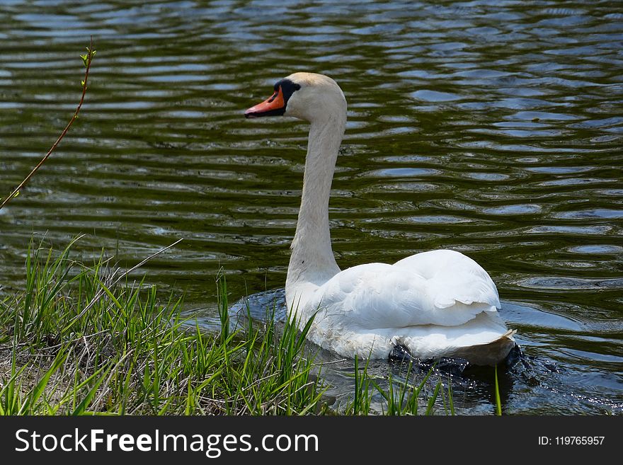 Bird, Swan, Water Bird, Ducks Geese And Swans