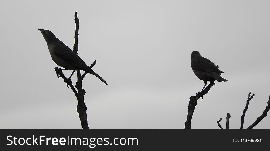 Bird, Fauna, Beak, Black And White