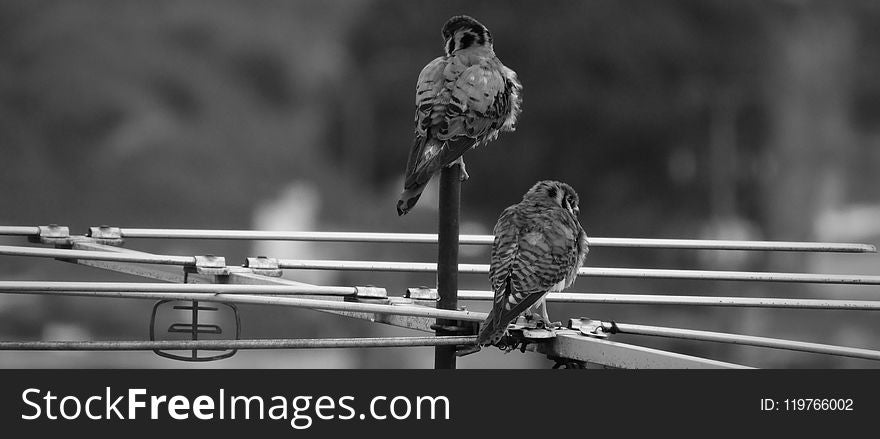 Black And White, Monochrome Photography, Bird, Beak