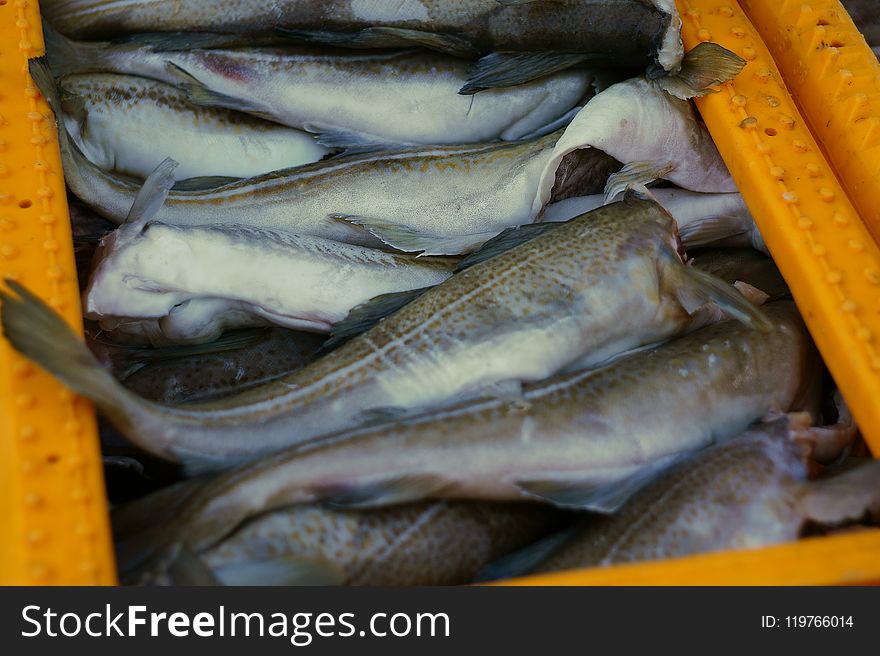 Fish, Fish Products, Seafood, Animal Source Foods