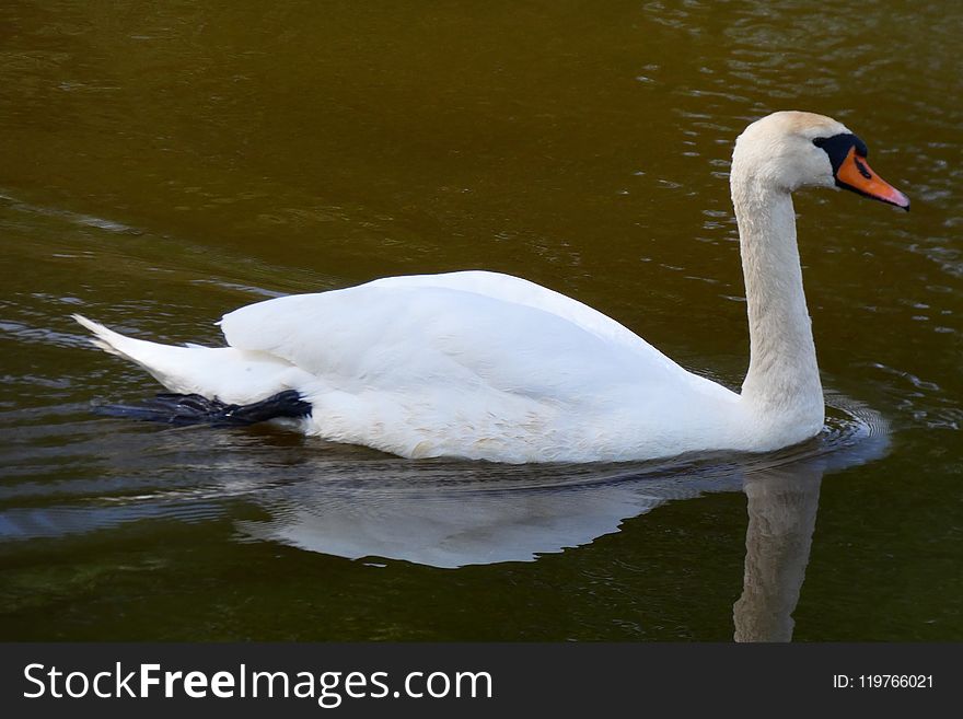 Swan, Bird, Water Bird, Ducks Geese And Swans
