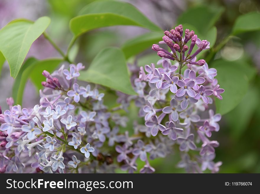 Flower, Lilac, Plant, Flowering Plant