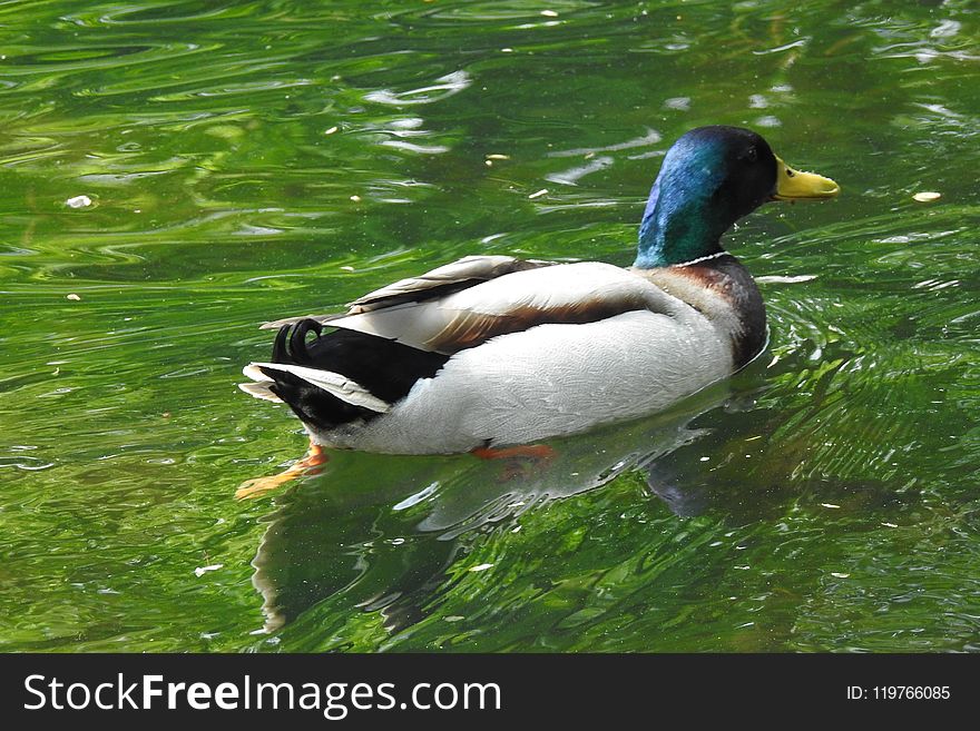 Duck, Bird, Water, Mallard