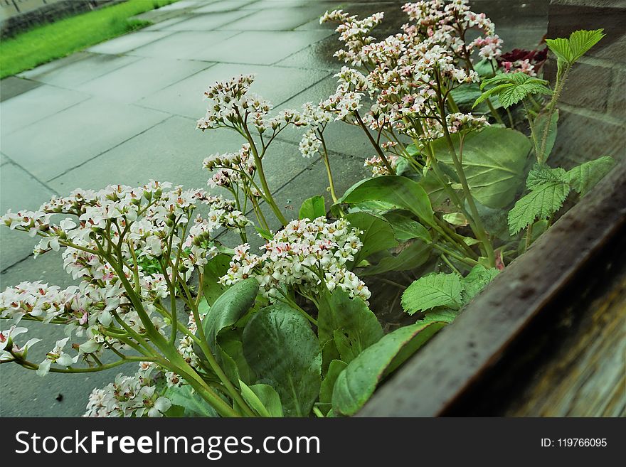 Plant, Flora, Spring, Flower