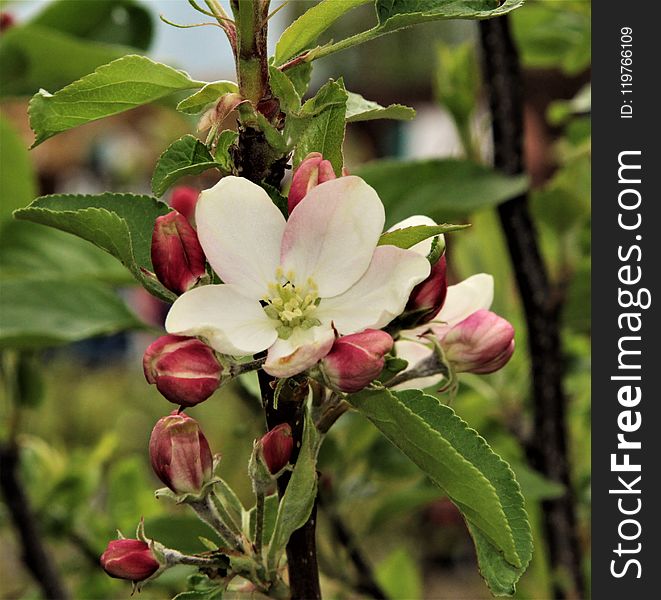 Plant, Blossom, Spring, Branch