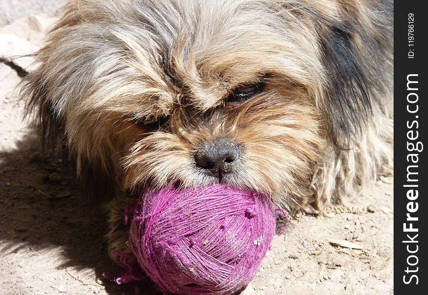 Dog, Dog Breed, Dog Like Mammal, Lhasa Apso