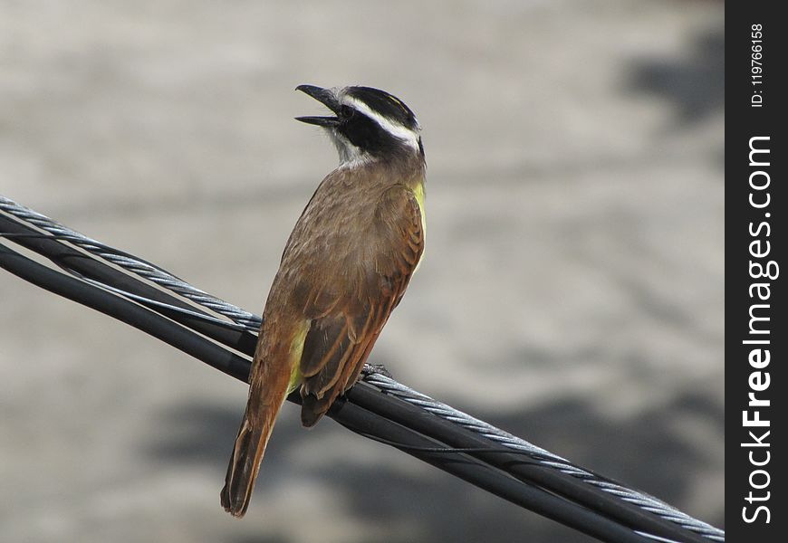 Bird, Fauna, Beak, Wildlife