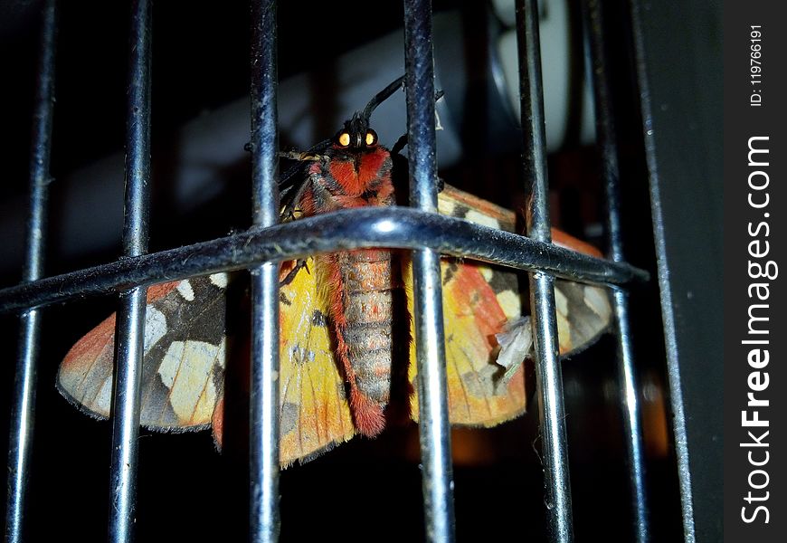 Cage, Insect
