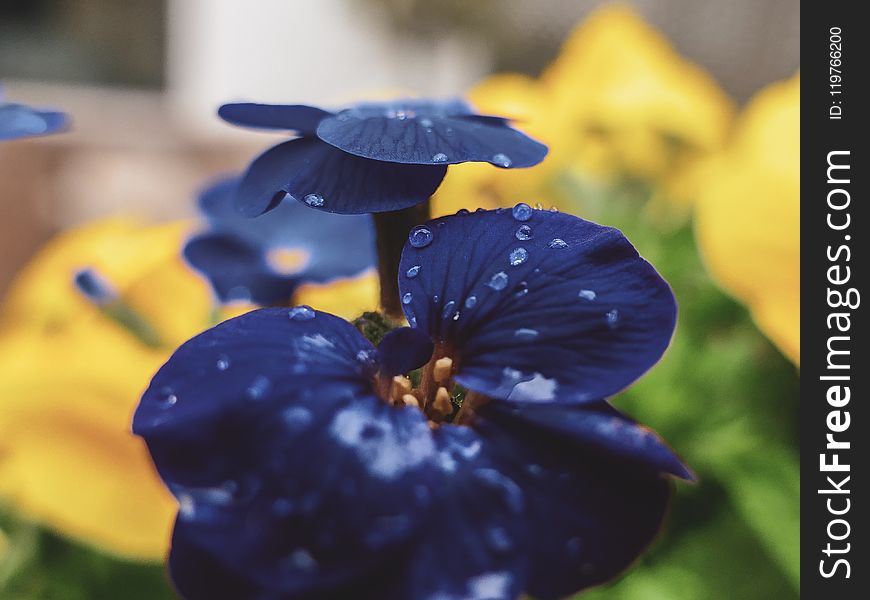 Flower, Blue, Flora, Plant