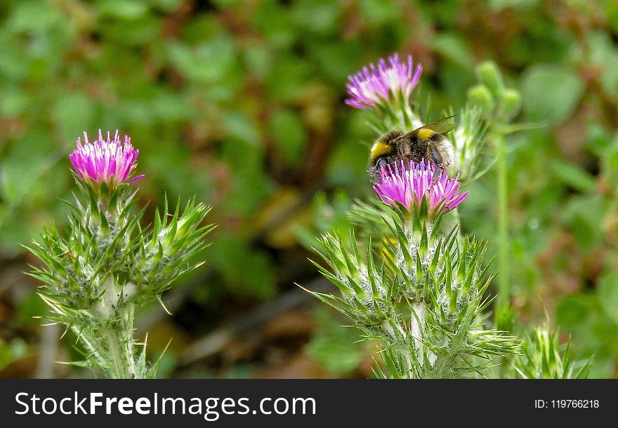 Silybum, Thistle, Noxious Weed, Plant