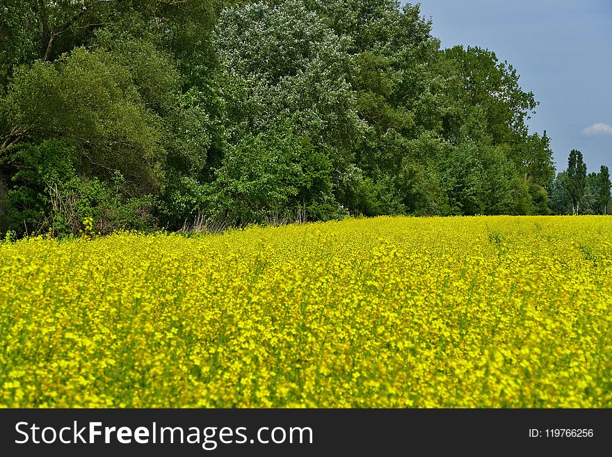 Field, Rapeseed, Yellow, Mustard Plant