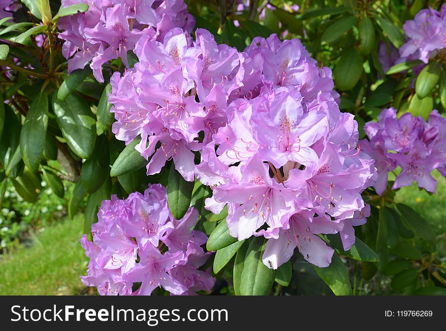 Plant, Flower, Woody Plant, Flowering Plant