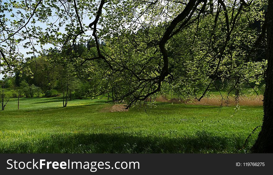 Nature, Tree, Vegetation, Ecosystem