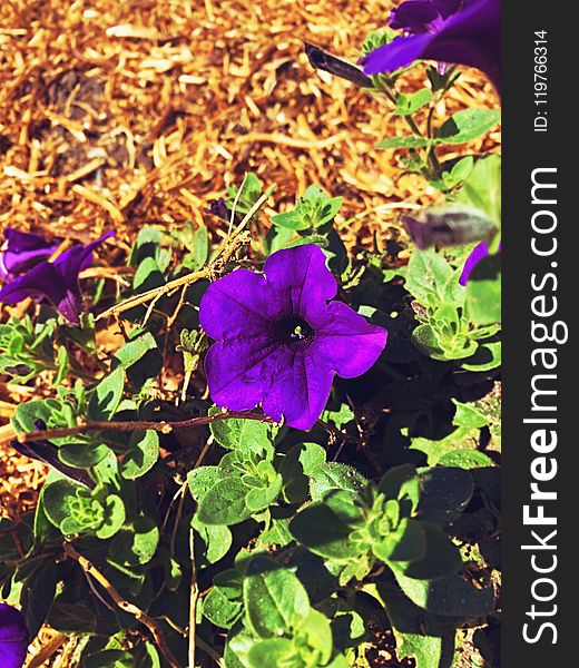 Plant, Flower, Purple, Flora