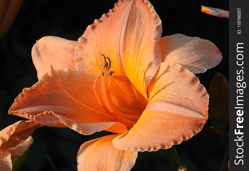 Flower, Orange, Daylily, Close Up