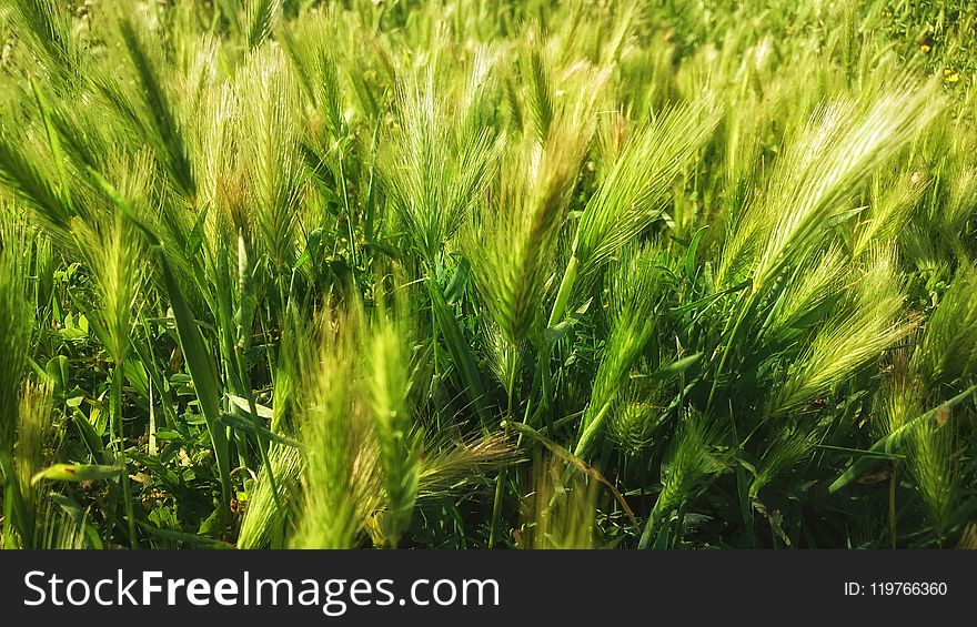 Food Grain, Barley, Triticale, Grass Family