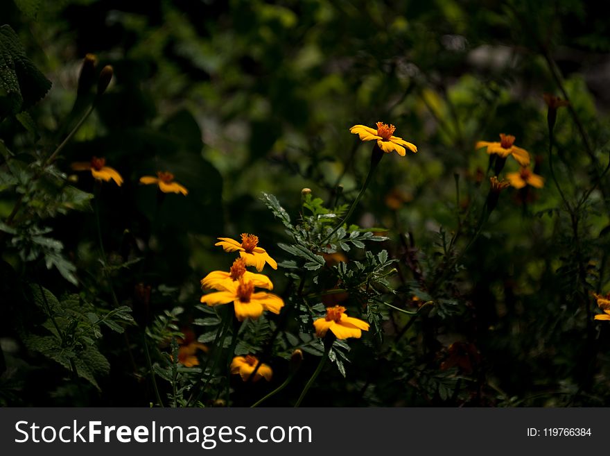 Flower, Flora, Vegetation, Plant