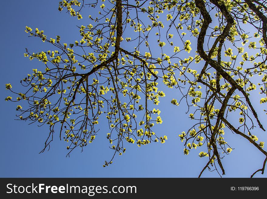 Branch, Tree, Woody Plant, Sky
