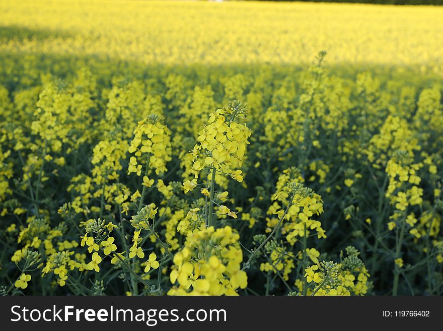 Rapeseed, Canola, Yellow, Mustard Plant