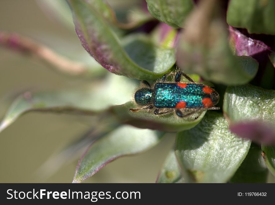 Insect, Macro Photography, Organism