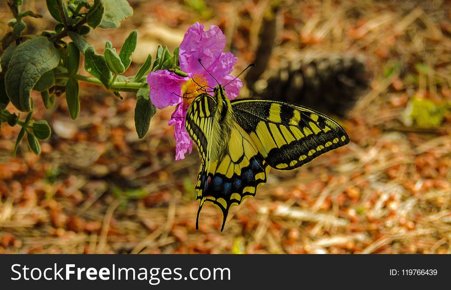 Butterfly, Moths And Butterflies, Insect, Flora