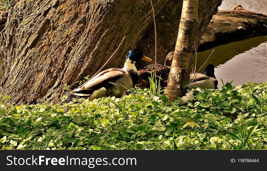 Bird, Fauna, Nature Reserve, Wildlife