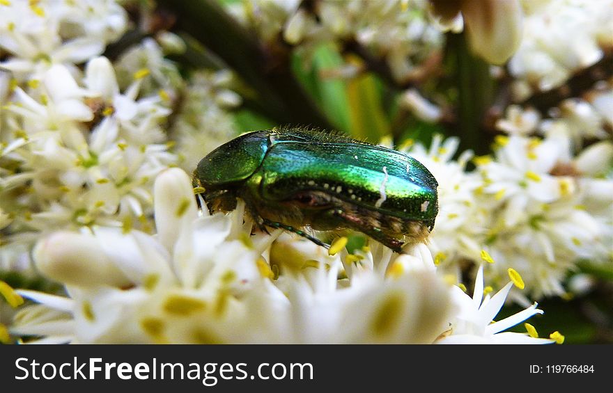 Insect, Invertebrate, Fauna, Macro Photography