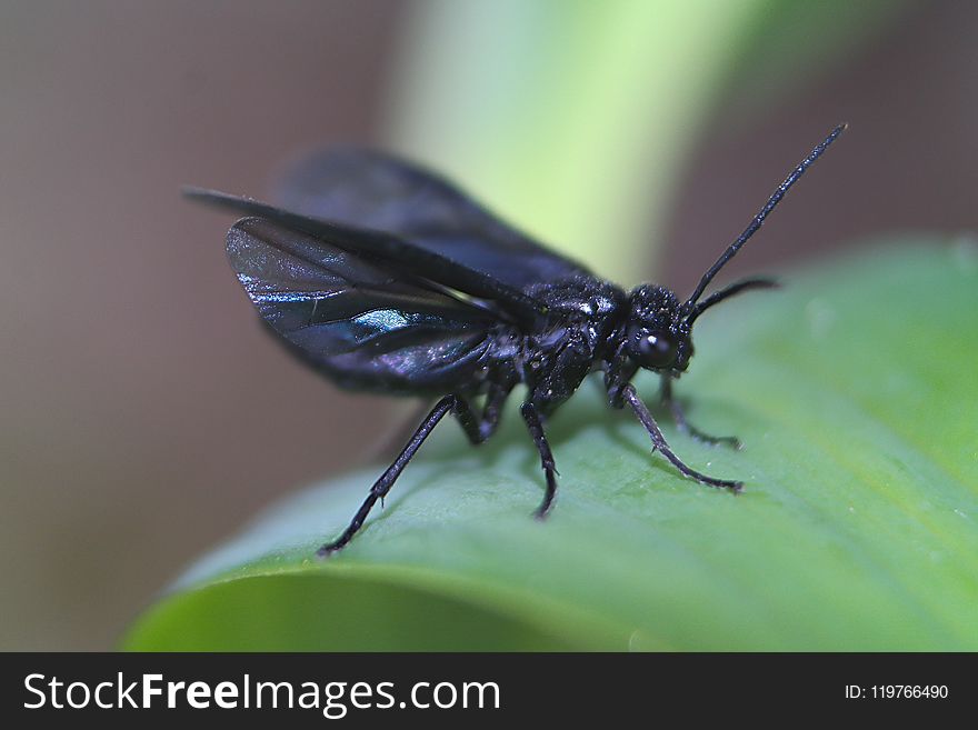 Insect, Invertebrate, Macro Photography, Pest