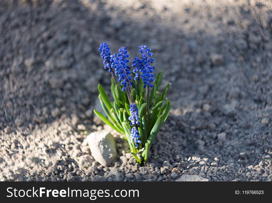 Plant, Blue, Flower, Flora