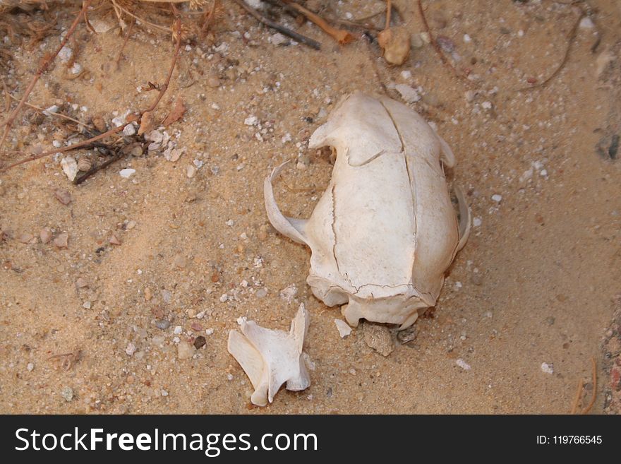 Fauna, Soil, Sand