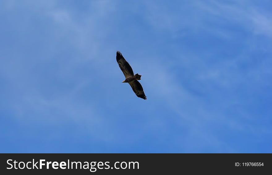 Sky, Bird, Accipitriformes, Eagle