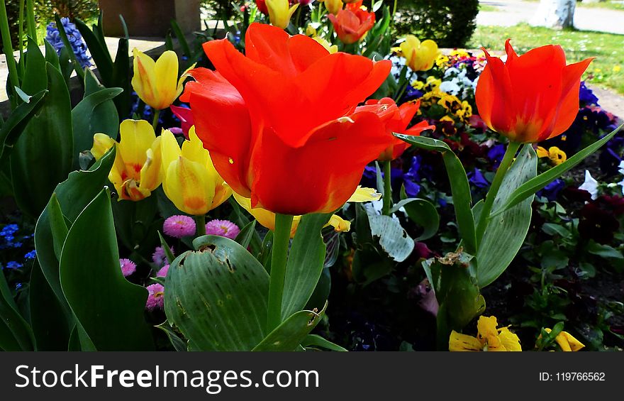 Flower, Plant, Flowering Plant, Tulip